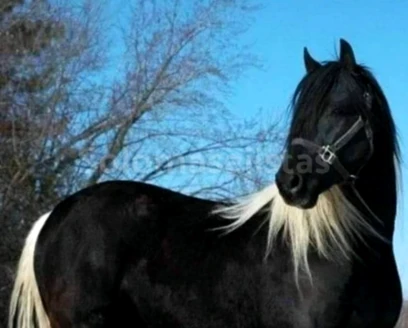solomasajistas Masajes Terapéuticos Madrid Masajista titulada en Alcorcón 691262960